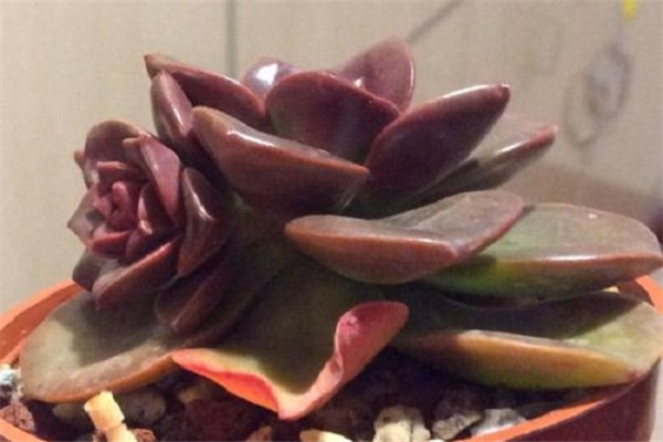 多肉巧克力方砖怎么繁殖(巧克力方砖多肉用什么土养好)