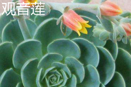 红缘莲花掌状态图