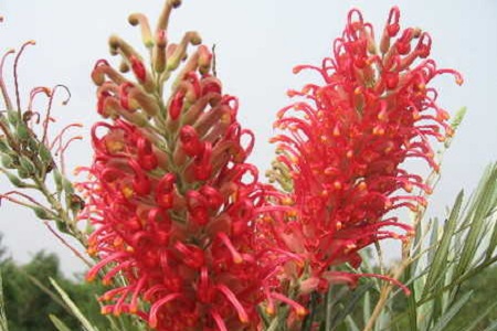 红花银桦的养殖方法视频