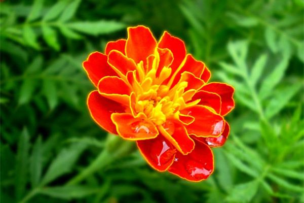 孔雀草怎么度夏(孔雀草什么时候可以掐顶吗)