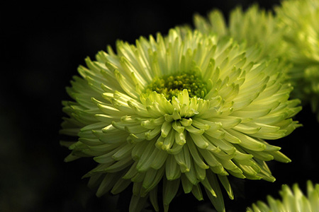 菊花怎么浇水呢