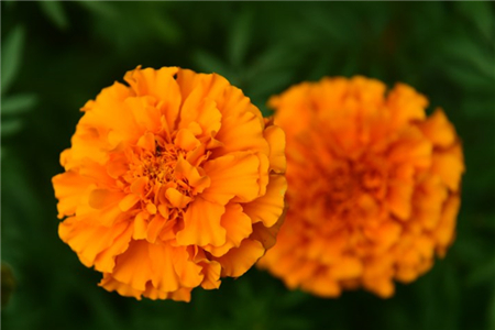 多头菊什么时候修剪