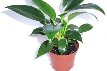 金钻浇什么水好