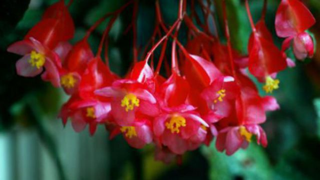 竹节海棠的养殖方法及注意事项(竹节海棠的养殖方法及注意事项有哪些)