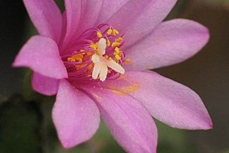 落花之舞的养殖方法