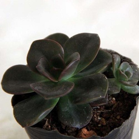 巧克力方砖多肉用什么土养好