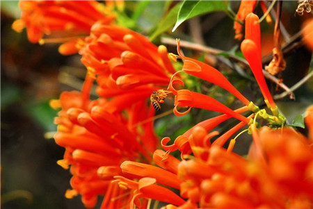 如何让炮仗花开花