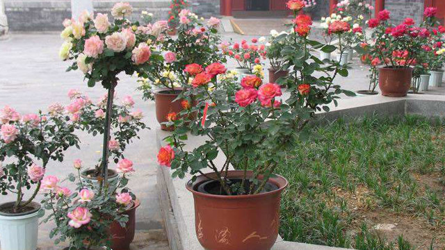 月季怎么繁殖(月季怎么繁殖幼苗)