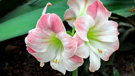 如何让朱顶红过年开花