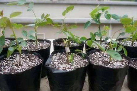 月季怎么繁殖幼苗