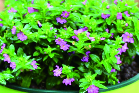 红花满天星盆栽怎么养好看