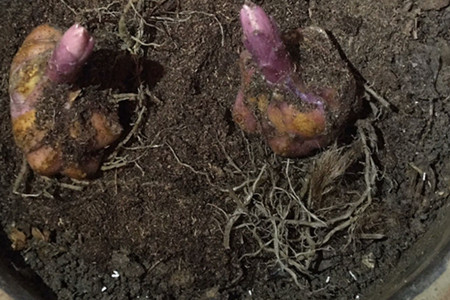 百合什么时候可以种植