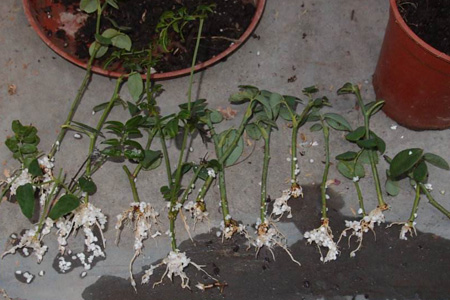 月季怎么繁殖幼苗