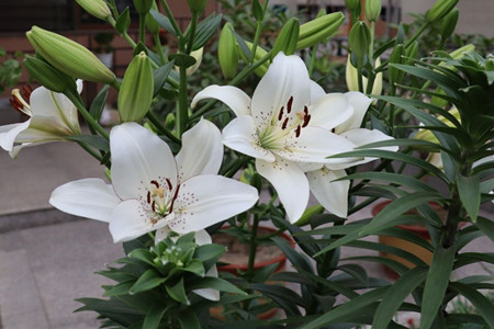 百合什么时候可以种植