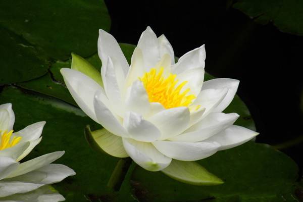 睡莲的病害防治(睡莲的病害防治措施)