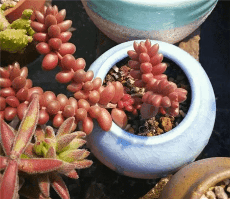 二十种最难养的多肉