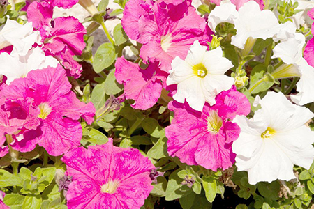 简述矮牵牛的盆栽播种技术要点