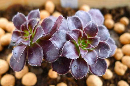 多肉法师怎么养(多肉法师怎么养成老桩)