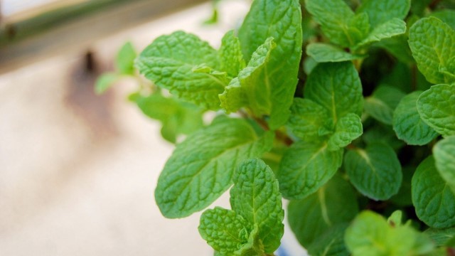薄荷适合在室内养吗(养薄荷十大禁忌)