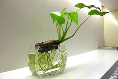 滴水观音能不能放卧室