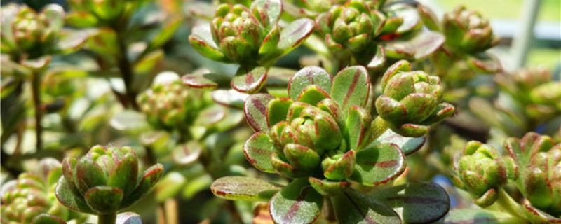 小人祭怎么繁殖(小人祭怎么爆盆)