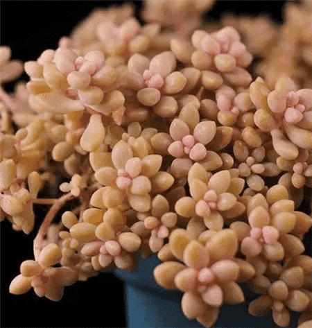 二十种最难养的多肉