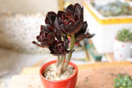 多肉法师怎么养成老桩