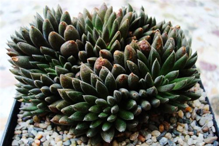 云南石莲怎么养殖的