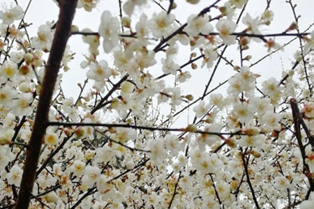 梅花的特征是什么样的