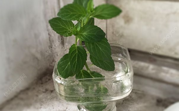 水培薄荷跟土薄荷区别