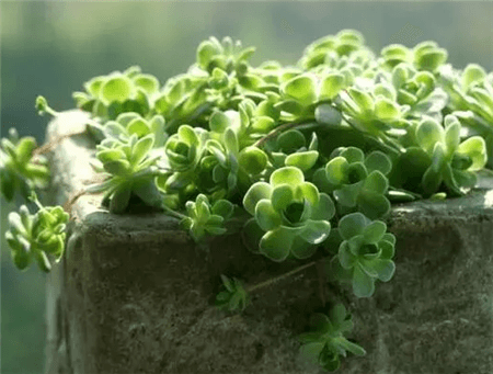 二十种最难养的多肉