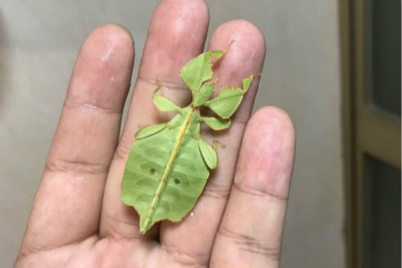 竹节虫有毒吗是益虫还是害虫图片