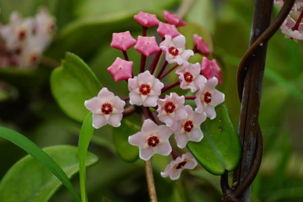 球兰的作用(球兰的作用与功效图片)