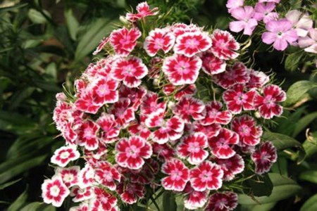 相思梅和石竹梅的区别是什么