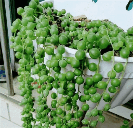 二十种最难养的多肉