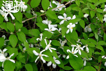 山梅花的功效与作用