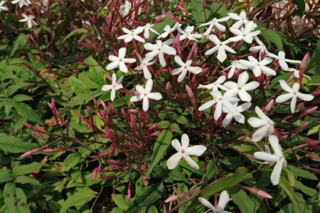 素馨花怎么繁殖方法