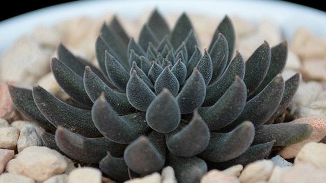 云南石莲怎么养(云南石莲怎么养殖的)