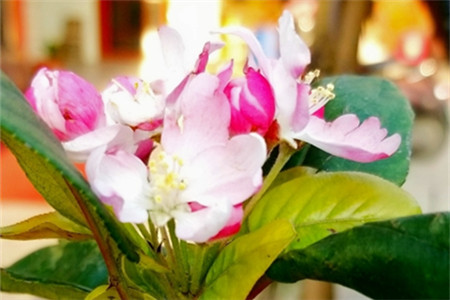 海棠花怎么养殖啊