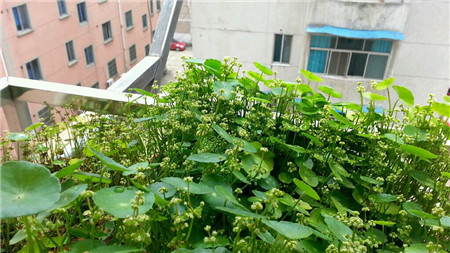 铜钱草开花吗开什么样的花图片