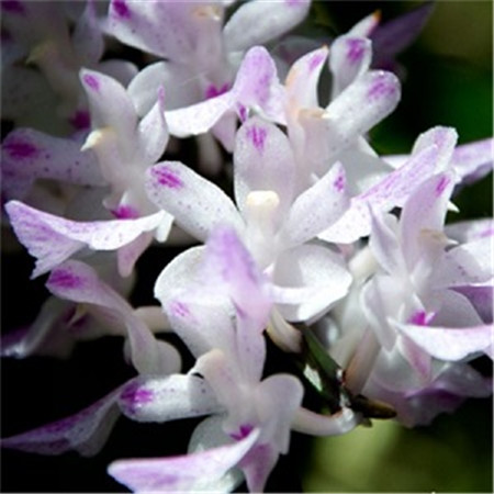 狐尾兰和指甲兰的区别图片