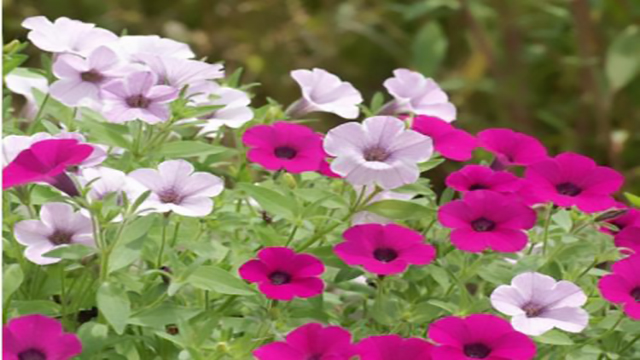 家庭盆栽矮牵牛的要点(简述矮牵牛的盆栽播种技术要点)