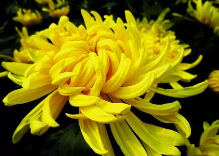 菊花施肥时间和方法