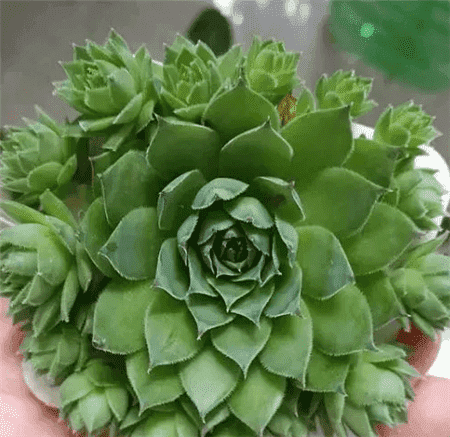 二十种最难养的多肉