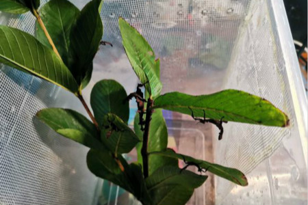 竹节虫有毒吗是益虫还是害虫图片