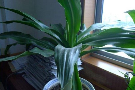 文殊兰适合在家里养吗有风水作用吗