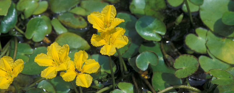 荇菜种子怎么种(荇菜种子怎么种植)