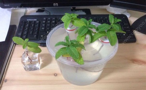 水培薄荷跟土薄荷区别