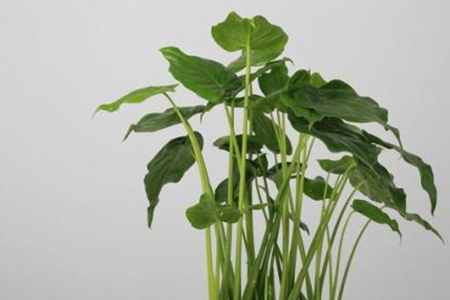 滴水观音能不能放卧室