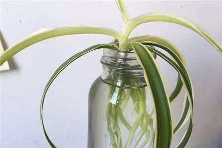 水里长的大叶子植物